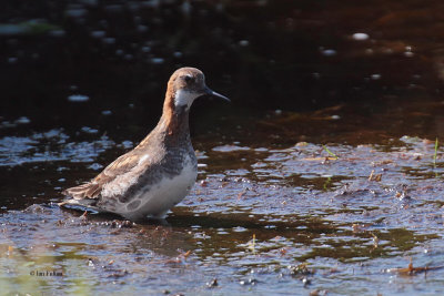 Red-necked Phalarope