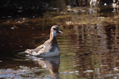 Red-necked Phalarope