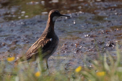 Red-necked Phalarope