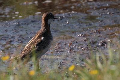 Red-necked Phalarope