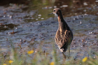 Red-necked Phalarope