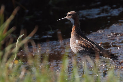 Red-necked Phalarope