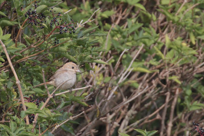 Woodchat Shike, Barns Ness, Lothian