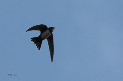 Alpine Swift, RSPB Baron's Haugh, Clyde