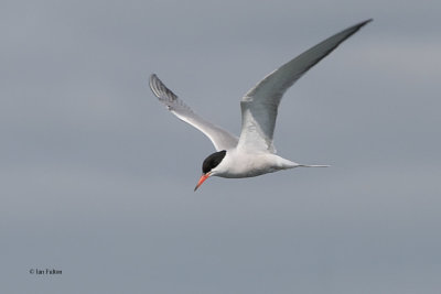 Common Tern, Port Edgar, Lothian