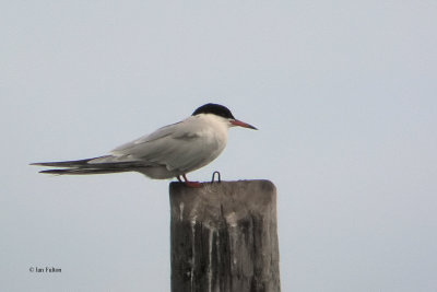 Common Tern, Skateraw, Lothian