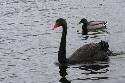 Black Swan, Drumpelier CP, Clyde