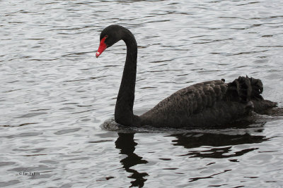 Black Swan, Drumpelier CP, Clyde