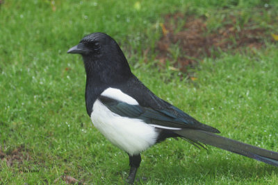 Magpie, Baillieston, Glasgow