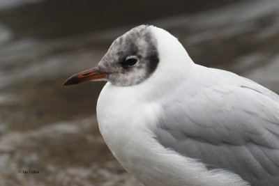 Black-headed Gull, Hogganfield Loch, Glasgow