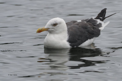 Lesser Black-backed Gull, Hogganfield Loch, Glasgow