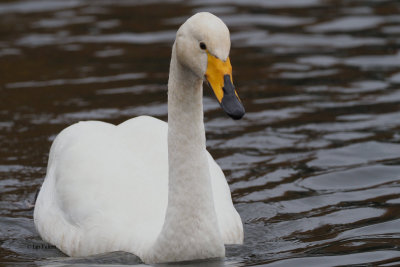 Whooper Swan, Hogganfield Loch, Glasgow