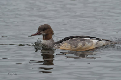 Goosander, Hogganfield Loch, Glasgow