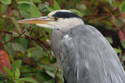 Grey Heron, Hogganfield Loch, Glasgow