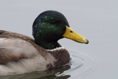 Mallard, Hogganfield Loch, Glasgow