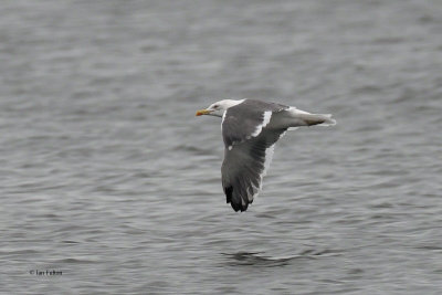 Lesser Black-backed Gull, Hogganfield Loch, Glasgow