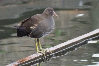 Moorhen (juvenile), Hogganfield Loch, Glasgow