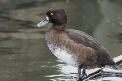 Tufted Duck (female), Hogganfield Loch, Glasgow