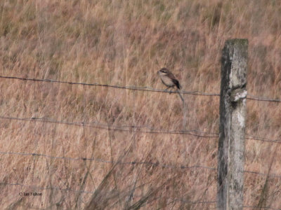 Brown Shrike, Voe, Shetland