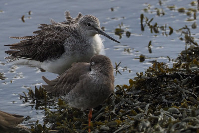 Greenshank, Kelburn Park, Clyde