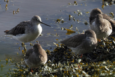 Greenshank, Kelburn Park, Clyde