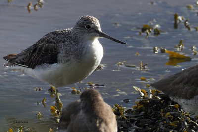 Greenshank, Kelburn Park, Clyde