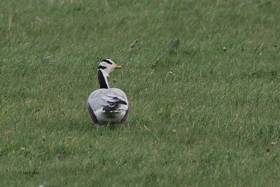 Bar-headed Goose, Fleck-Mainland, Shetland