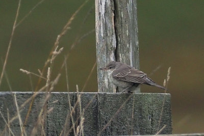 Barred Warbler, Norwick-Unst, Shetland