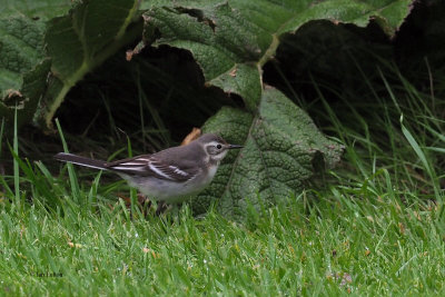 Citrine Wagtail, Gardie House-Bressay, Shetland