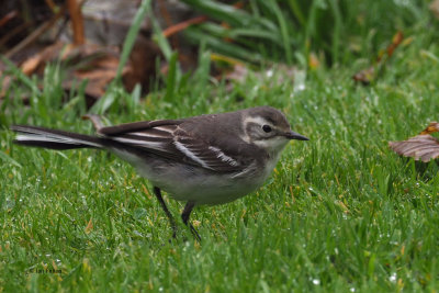 Citrine Wagtail, Gardie House-Bressay, Shetland