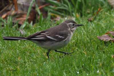 Citrine Wagtail, Gardie House-Bressay, Shetland