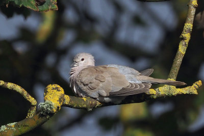 Collared Dove, Hoswick-Mainland, Shetland
