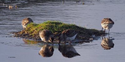 Dunlin, Grutness-Mainland, Shetland