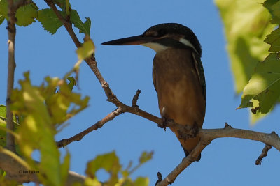 Kingfisher, Koycegiz