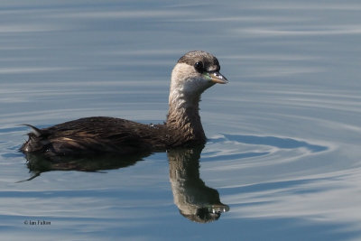 Little Grebe, Lake Koycegiz