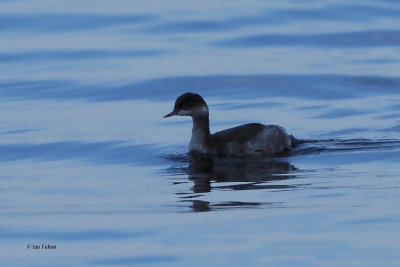 Black-necked Grebe, Lake Koycegiz