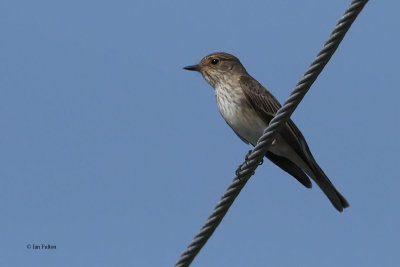 Spotted Flycatcher, Dalyan