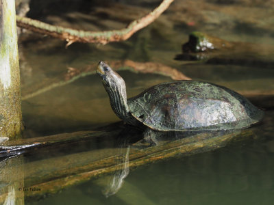 Caspian Turtle, Dalyan