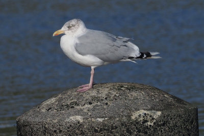 Herring Gull, Leebotten-Mainland, Shetland