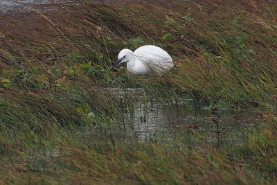 Little Egret, Loch of Tingwall-Mainland, Shetland