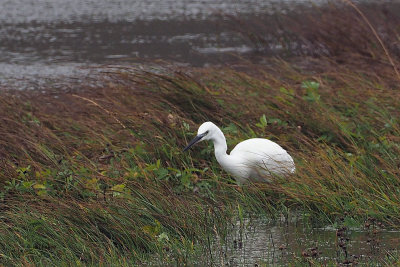 Little Egret, Loch of Tingwall-Mainland, Shetland
