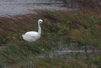 Little Egret, Loch of Tingwall-Mainland, Shetland
