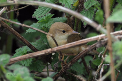 Marsh Warbler, Sumburgh Quarry-Mainland, Shetland