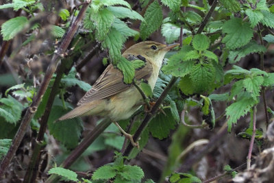 Marsh Warbler, Sumburgh Quarry-Mainland, Shetland