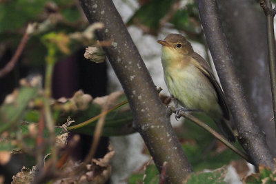 Melodious Warbler, Lunna-Mainland, Shetland