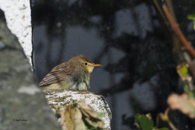 Melodious Warbler, Lunna-Mainland, Shetland