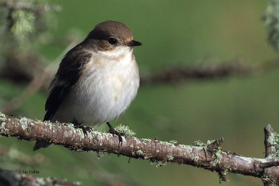 Pied Flycatcher, Swinning-Mainland, Shetland