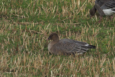 Pink-footed Goose, Loch of Brow-Mainland, Shetland