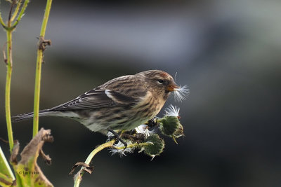 Common Redpoll, Boddam-Mainland, Shetland