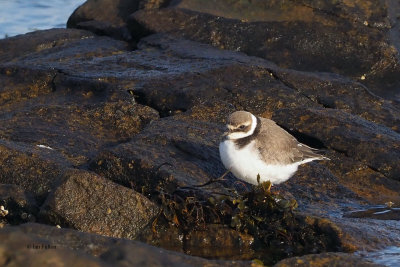 Ringed Plover (juvenile), Leebotten-Mainland, Shetland